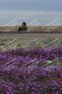 media/Jan-14-2023-SoCal Trackdays (Sat) [[497694156f]]/Turn 14 Exit Bloomig (145pm)/